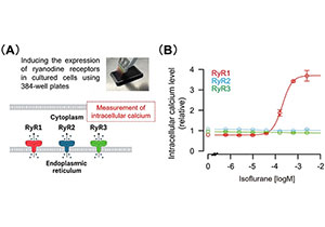Why do inhalational anesthetics work? Uncovering a part of its mechanism of action