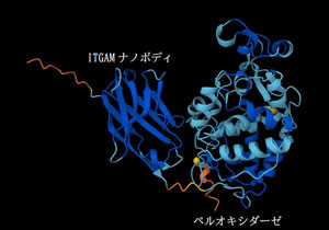 高速・高感度の多重3次元免疫組織化学法の開発に成功～ナノボディーと蛍光チラミドシグナル増幅システムによる3次元免疫組織化学法～