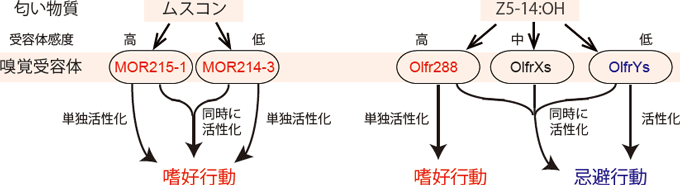図１　嗜好・忌避行動に対する単一嗅覚受容体の機能