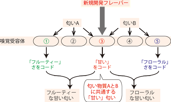 図２　嗅覚受容体が規定する匂いの質を利用したフレーバーの開発