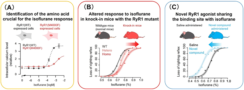Fig2. Identification of key amino acid residues and new compounds targeting the putative isoflurane binding site