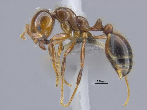 写真 ヒアリ Solenopsis invicta 台湾産大型働きアリ側面(提供 沖縄科学技術大学院大学(OIST)OKEON美ら森プロジェクト)