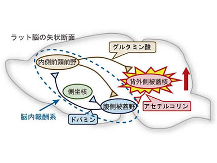 尿1滴、3分で覚醒剤など薬物40種判別 犯罪捜査を迅速に 近畿大や愛知県警科捜研