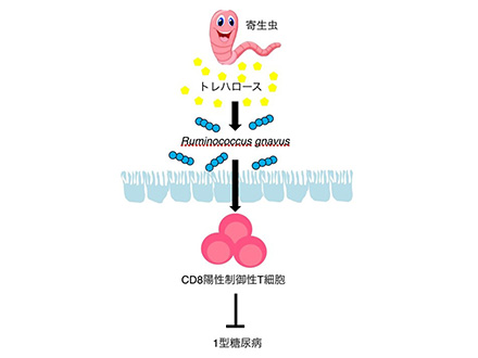 アニサキスを感電死させ、安全な刺身提供 熊本大が産学連携で挑戦