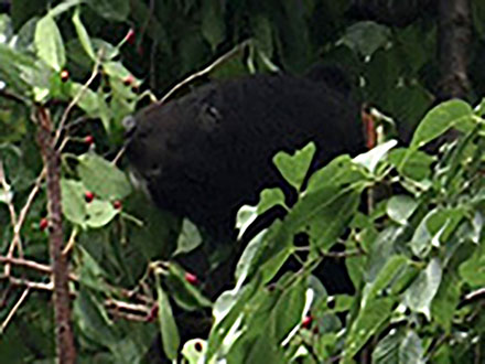 知床で人工林の成長が低下、セミの幼虫を食べるヒグマの掘り返しで 動物による環境影響が明らかに