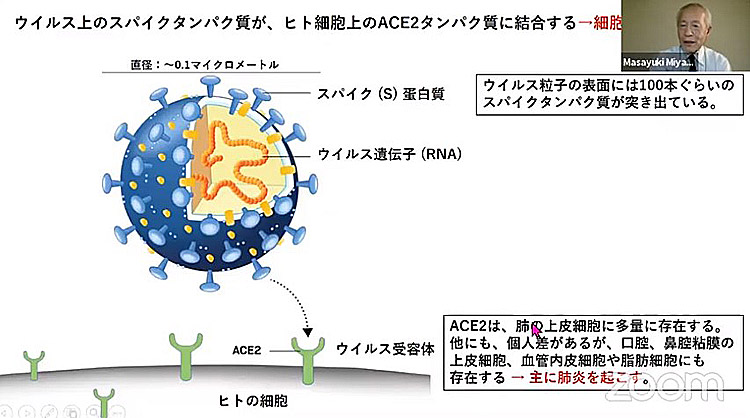 新型コロナウイルス上のスパイクタンパク質が細胞上のACE2タンパク質に結合する仕組み(宮坂昌之氏提供)