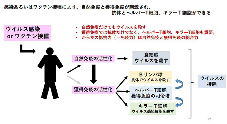 ウイルス感染やワクチン接種に対する免疫反応の仕組み(宮坂昌之氏提供)