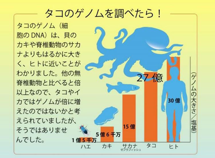 タコのゲノムの大きさ(塩基数)は27億もあり人間の30億に迫る(中村桂子氏提供)
