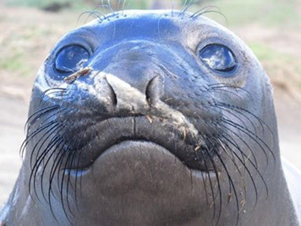 「みんな危ないよ！」傷ついた魚から仲間への警報物質を発見 理研と東大