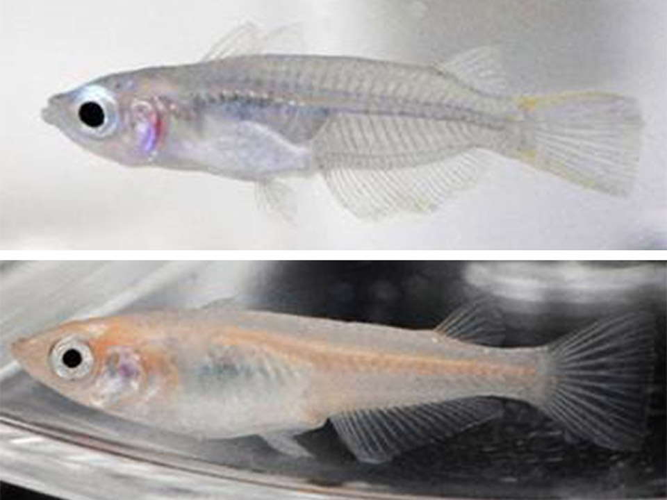 「みんな危ないよ！」傷ついた魚から仲間への警報物質を発見 理研と東大