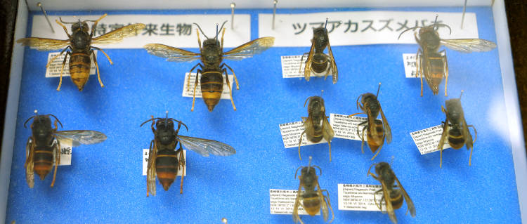 ツマアカスズメバチの標本。体長は女王(左側4頭)で3センチメートル、働き蜂(右側、右上1個体を除く)で2センチメートル程度。頭部と腹部の先端以外が黒っぽい。樹上の高い場所に、最大1メートルを超える大きな巣を作るという