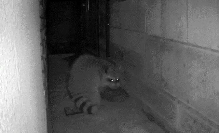 民家の監視カメラに写ったアライグマ(群馬県内)