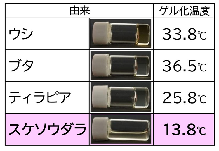 哺乳類(ウシ、ブタ)や魚(ティラピア、タラ)に由来するゼラチンとゲル化温度の関係。スケソウダラはウシやブタなどよりゲル化温度が低く、常温でも液体となる(田口さん提供)