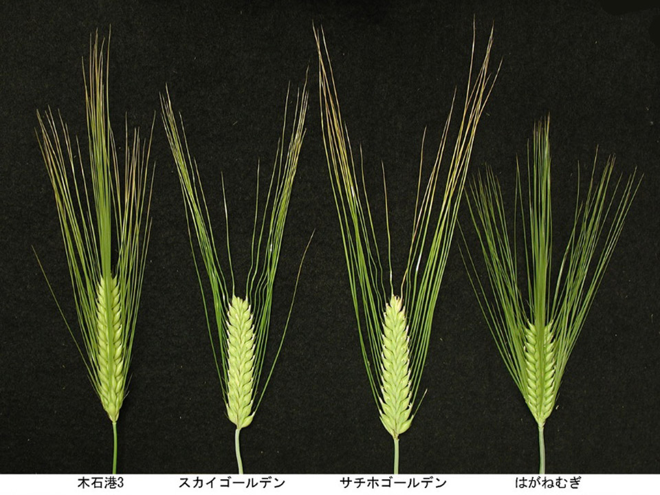 外来のビール大麦、150年間の育種過程でウイルス病抵抗性遺伝子を取り込み日本に定着