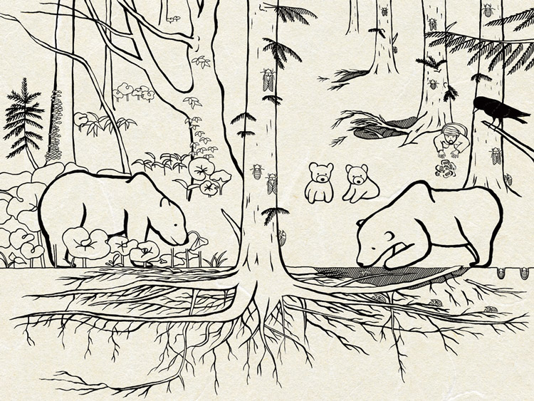 ヒグマは夏に天然林で草本を食べていた(左)が、2000年以降は人工林でセミ幼虫を掘って食べ、樹木の成長に影響をもたらしている(イラスト・イスキュルの小泉絢花氏、高知大学の富田幹次助教提供)