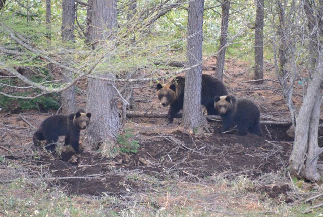 セミ幼虫がいるカラマツ林で地面を掘り返すヒグマの親子(高知大学の富田幹次助教提供)