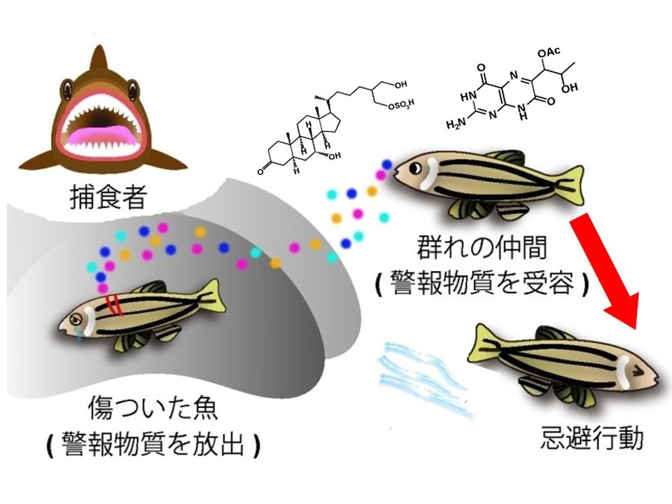 「みんな危ないよ！」傷ついた魚から仲間への警報物質を発見 理研と東大