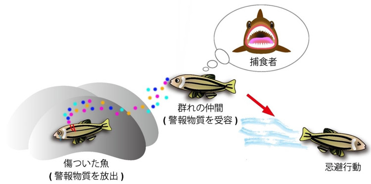 傷ついた皮膚から出す物質で、仲間に危険を知らせる(理化学研究所提供)
