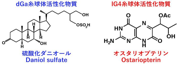 硫酸化ダニオールとオスタリオプテリンの分子構造(理研提供)