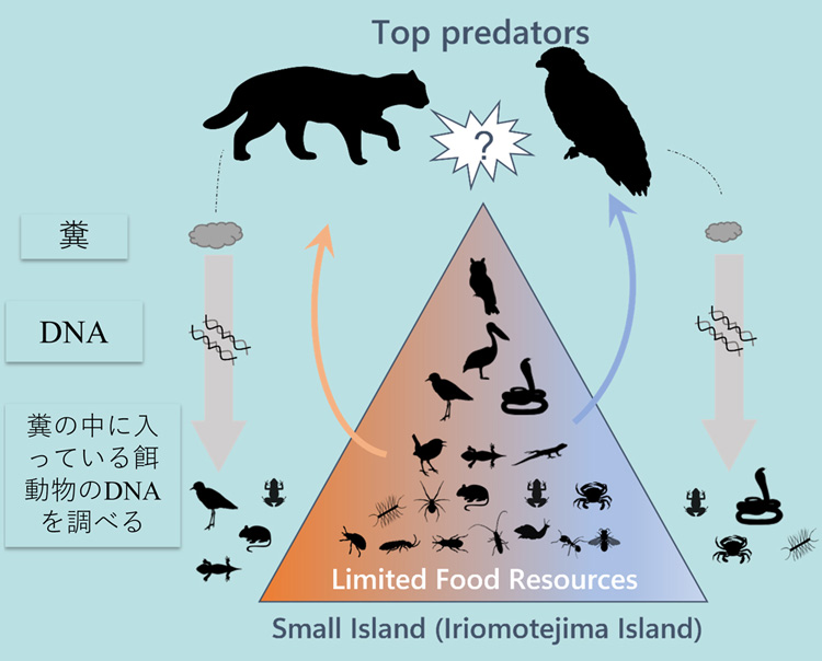 今回の研究のイメージ図。限られた資源を、食物連鎖の頂点に位置する動物たちがどのように分け合うのかという実態を調べるために、フンに含まれるDNAのバーコーディングに取り組んだ(伊澤雅子名誉教授提供)