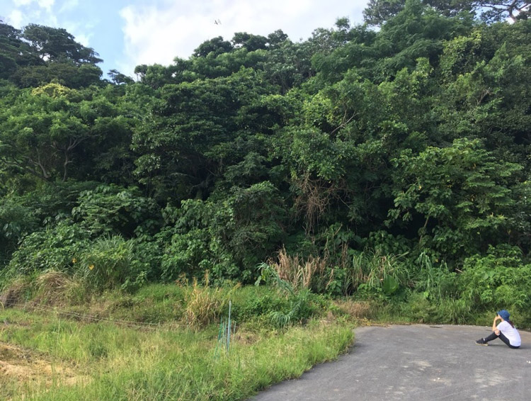 カンムリワシがフンをするまで、止まっている木を見上げて見守る様子。非常に長い時間がかかったという(京都大学大学院 戸部有紗さん提供)