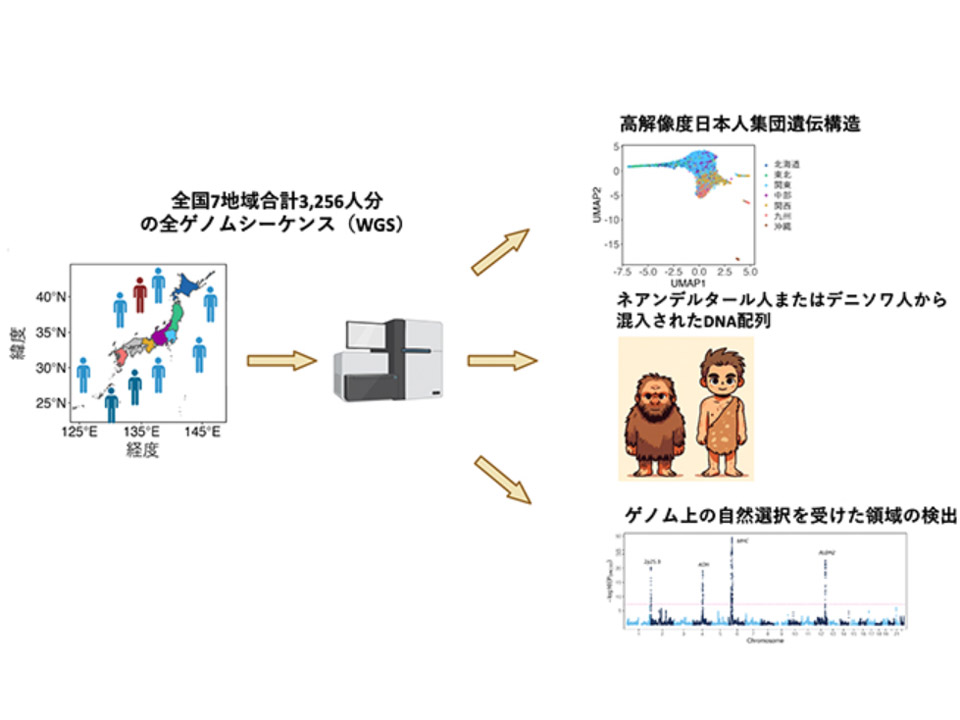 日本人祖先の「3系統説」、従来の定説に修正迫る ゲノム解析で進化人類学は「人類、日本人の本質」を探究