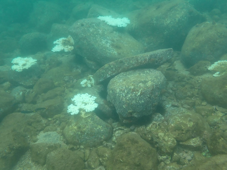 静岡県奥駿河湾。ここでも夏季の高水温でサンゴの白化がみられる(森田椋人撮影)