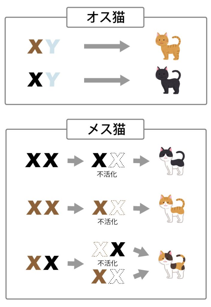 ネコの毛色が発現する仕組み。メス猫はX染色体の一方が不活化するため、様々な色になる