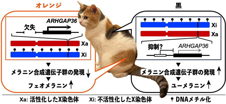 ARHGAP36遺伝子内に欠失があるとメラニン合成遺伝子群の発現が低下し、黒色のユーメラニンが減少して、オレンジ色のフェオメラニンが増加する（九州大学提供）