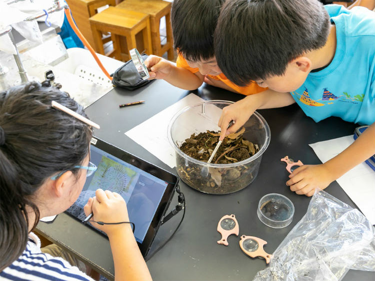 小学6年生理科 単元:生き物のくらしと環境