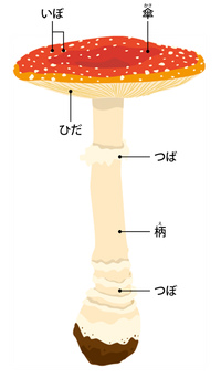キノコ(子実体)の構造