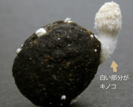 (画像提供/吹春俊光)