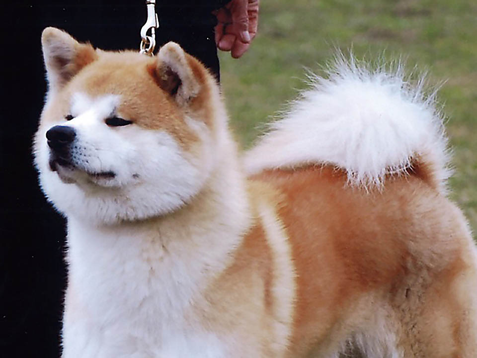 観察法のイロハのイ　古きイヌの性質を受け継ぐ秋田犬